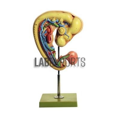 Chick Embryos - 4 days