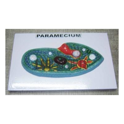 Paramecium Enlarged Zoology Model