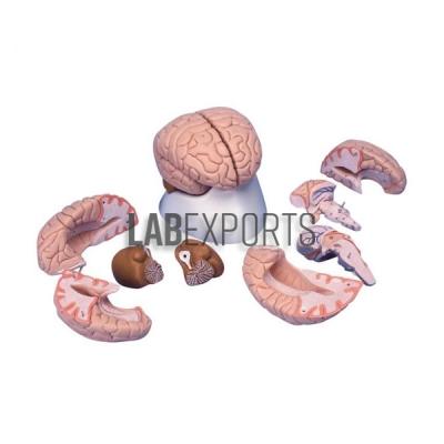 Human Brain Model, 8 Parts