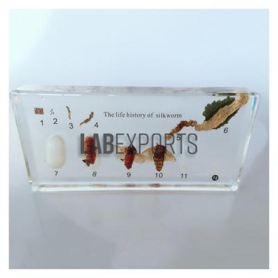 Specimen Of Silk Worm Development