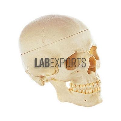 Human Skull Artificial 3 Parts