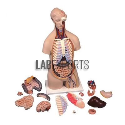 Human Anatomy Torso Unisex 16 Parts