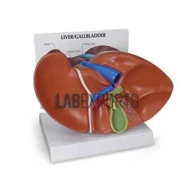 Human Liver With Gall Bladder Anatomy Model