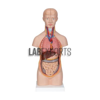Human Torso Mini
