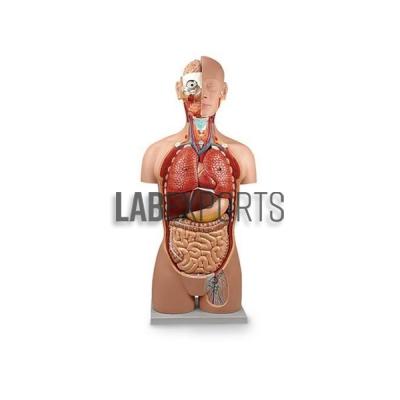 Human Torso, Economy, 10 parts