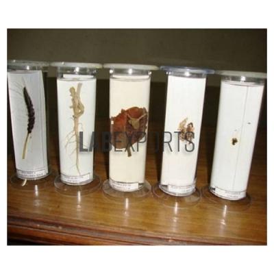 Botany Specimens