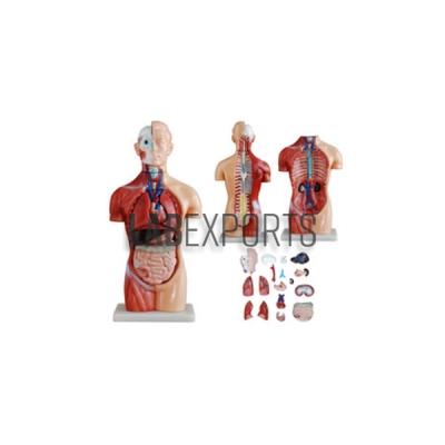 Human Torso, 13 Parts, Male and Female