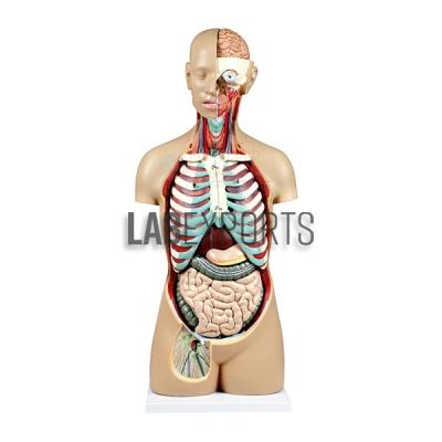 Human Torso, 14 parts, Sexless