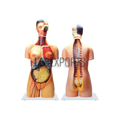 Human Torso with Interchangeable Sex Organs (Male and Female), 24 Parts