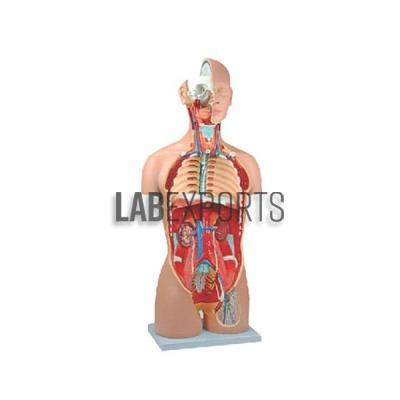 Human Torso with Muscles and Open Back, 27 Parts