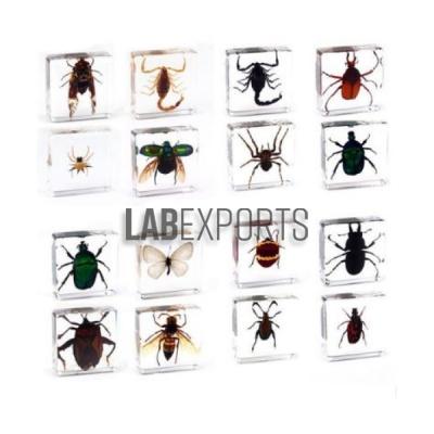 Zoology Embedded Specimens