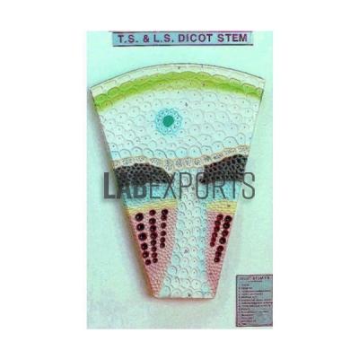 Dicot Stem T.S.