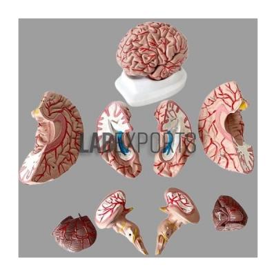 Human Brain Model with Arteries, PVC, 8 Parts