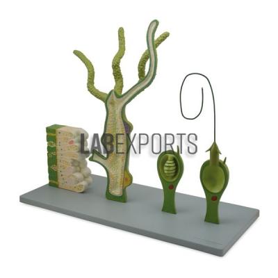 Model Of Hydra