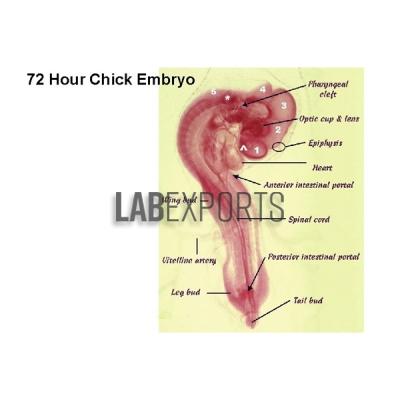Chick Embryos 24 hrs., 48 hrs., 56 hrs., 72 hrs