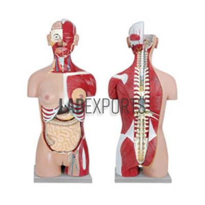 Human Torso With Interchangeable Sex Organs