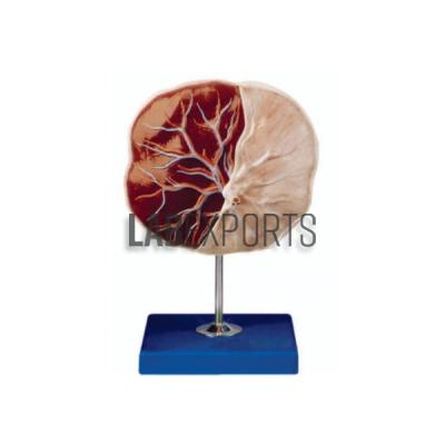 Human Placenta