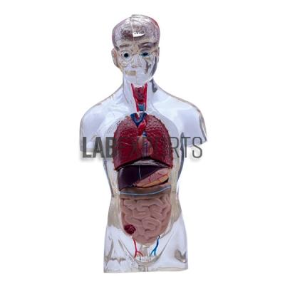Transparent Human