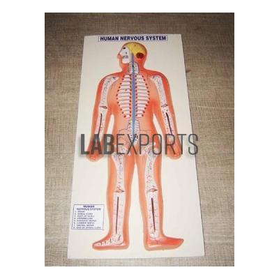 Human Nervous System