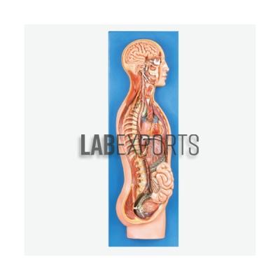Sympathetic Nervous System