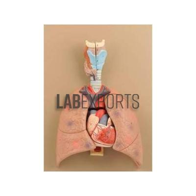 Human Lungs With Heart