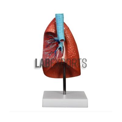 Human Lung