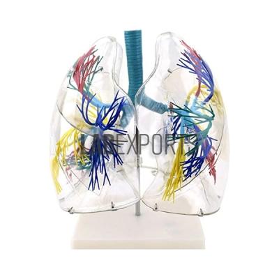 Human Lung Segment, Transparent