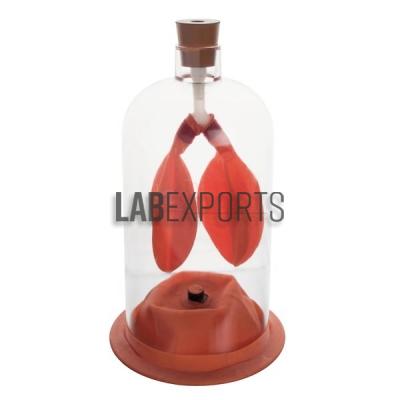 Human Lung Demonstration Model