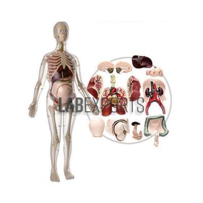 Visible Expectant Mother Anatomy Kit