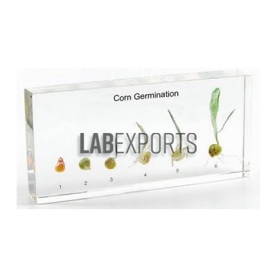 Corn Germination