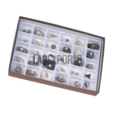 Advanced Fossil Collection