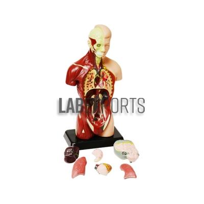 Human Torso Dual Sex 12 Parts