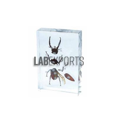 Specimen Of Spotted Cerambycid
