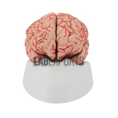Human Brain Model, Plastic, 3 Parts