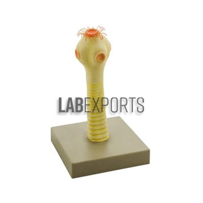 Head Of The Pork Tapeworm Zoology Model
