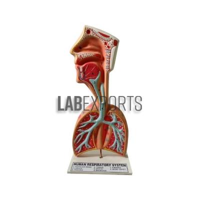 Human Respiratory System