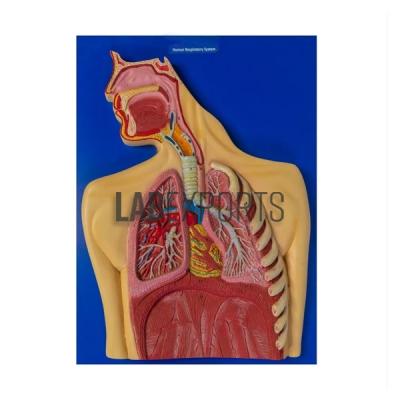 Functional Human Respiratory System