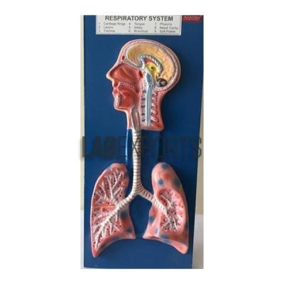 Human Breathing System