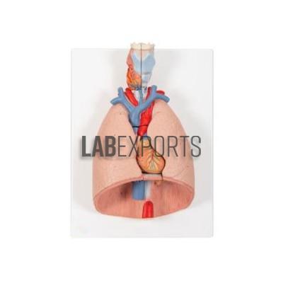 Human Thoracic Organs Model