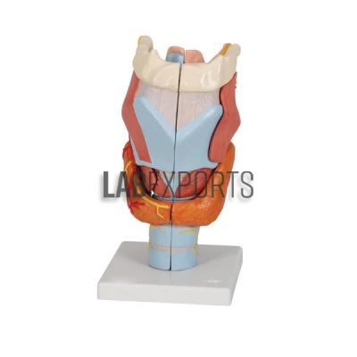Human Larynx, Full Size 3 Parts