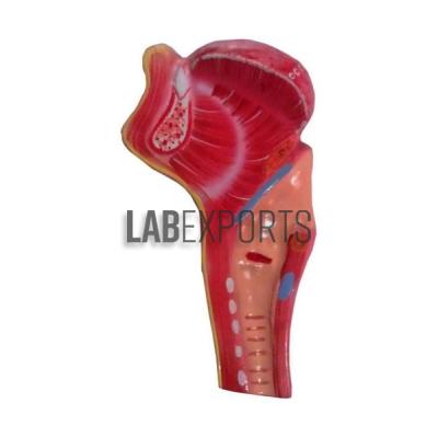 Human Larynx