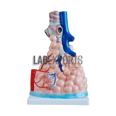 Pulmonary Alveoli Model, Magnified