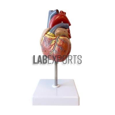 Human Heart