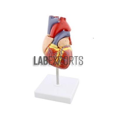 Human Heart, 2 Parts
