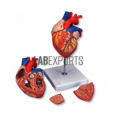 Human Heart, 3 Parts
