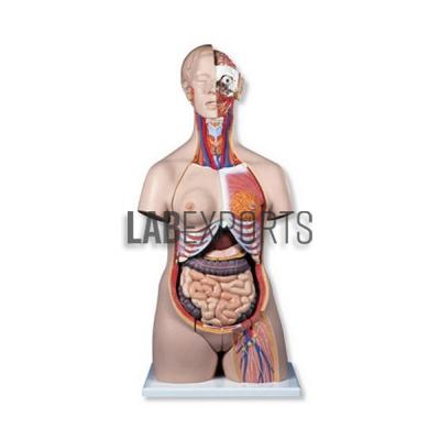 Human Torso Dual Sex 24 Parts