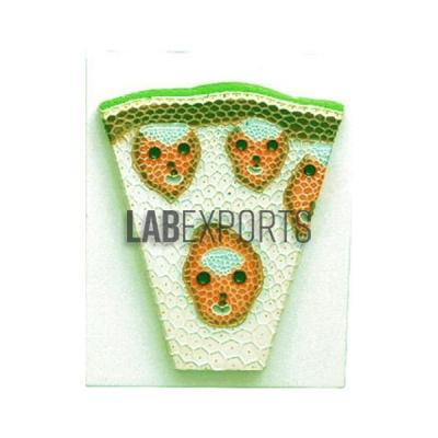 Monocot Stem T.S.