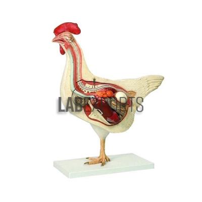 Hen (Bird) Dissection Model