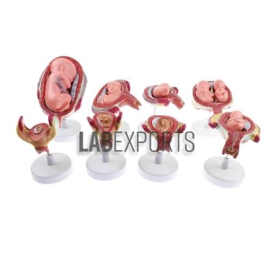 Human Embryo Set, PVC