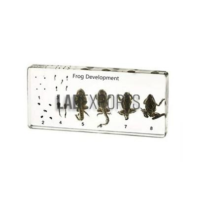 Specimen Of Frog Development